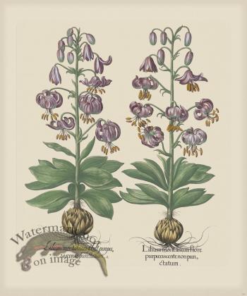 Besler 187 Colored B2